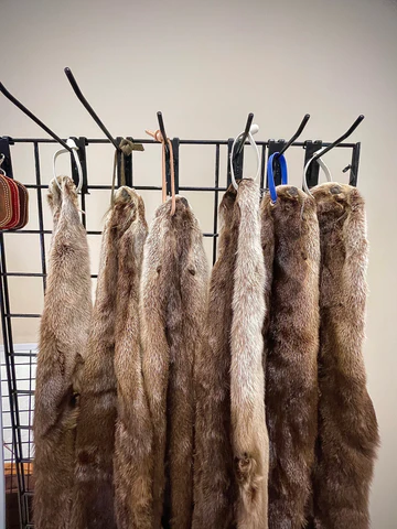 Buy Authentic Sea Otter Fur Online in Alaska