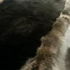 Sea Otter Fur Blanket